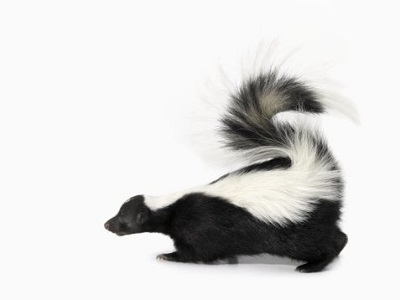 image of Side View of Skunk